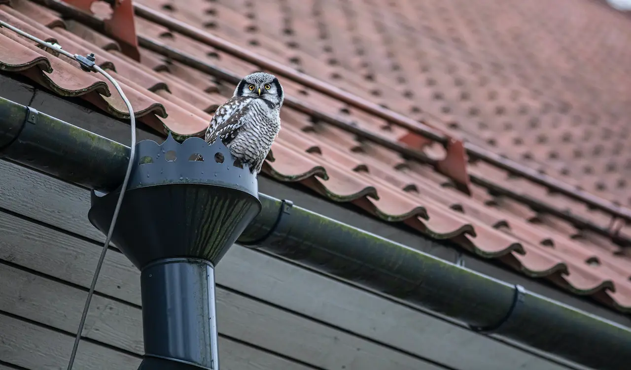 Important Reasons Why Gutter and Gutter Cover Are Required for Every Roofing Project